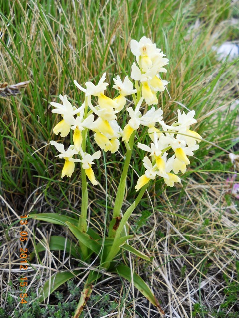 O.mascula, O.pauciflora, O.x colemanii...